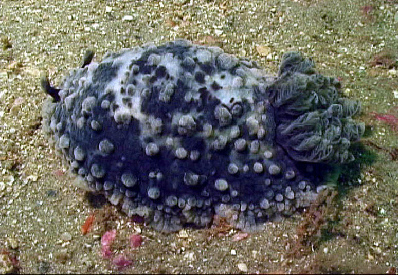 Dendrodoris warta